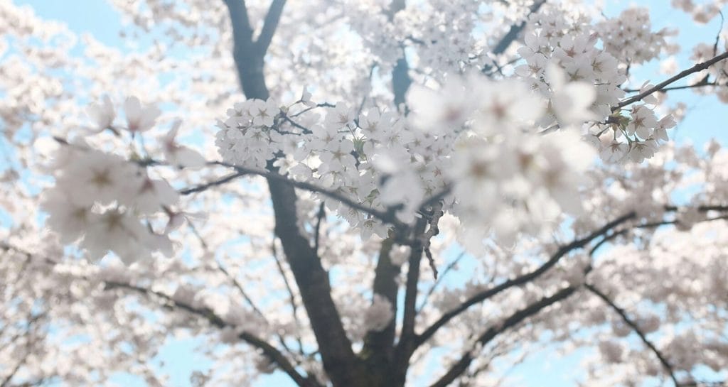 Transforming your Relationship with IFS under some lovely trees with white bloosoms