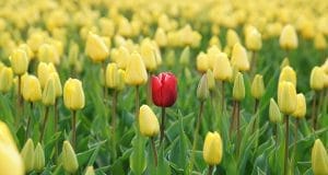 Achieve Self-Confidence while enjoying beautiful yellow tulips